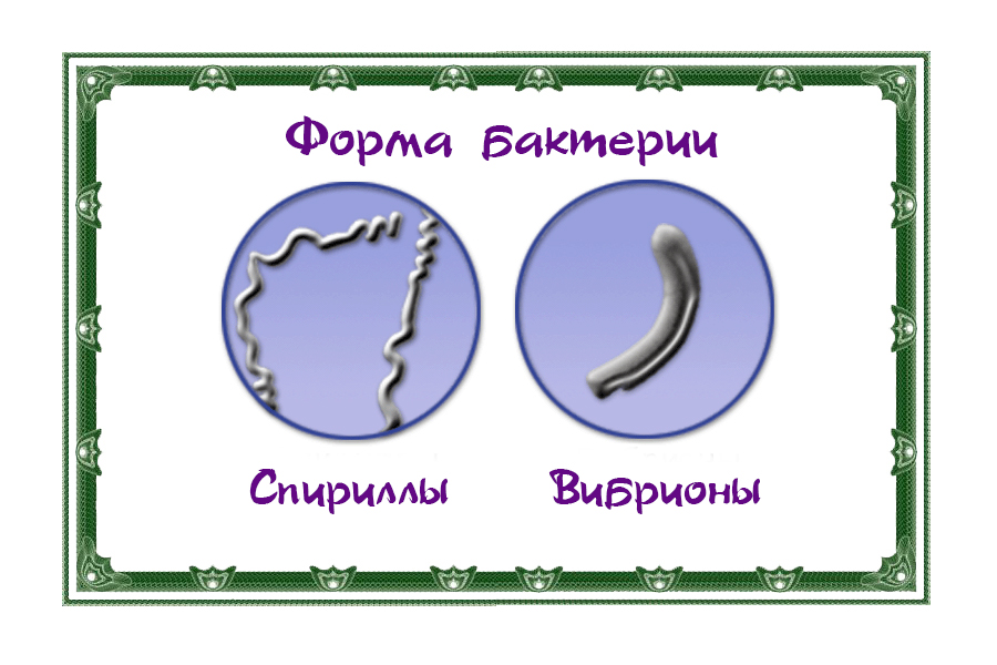 Бактерии могут иметь различную форму